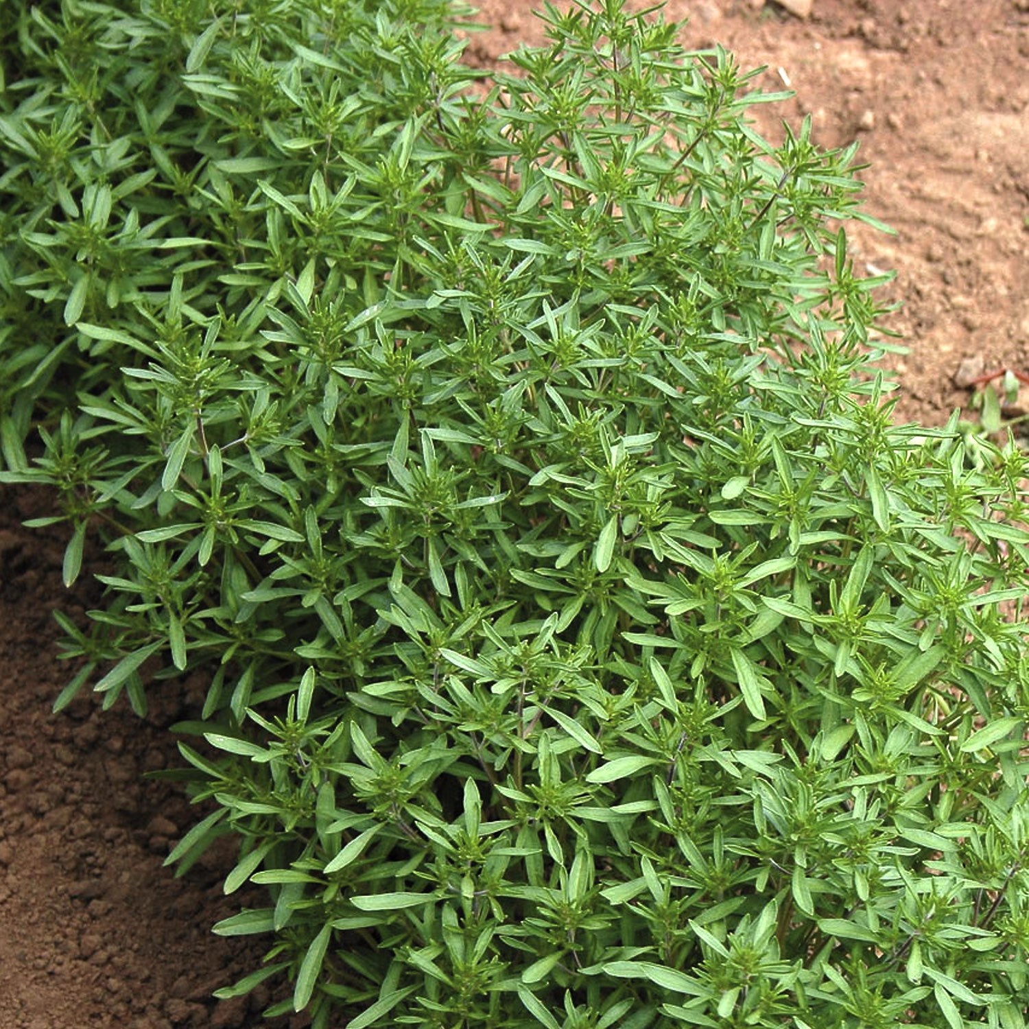 Summer Savory Organic Seeds | GardenEazy